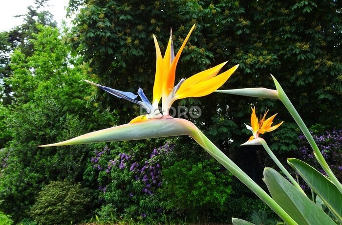 Papier peint  Beautiful Bird of Paradise flower (Strelitzia reginae) in a Nature garden.
