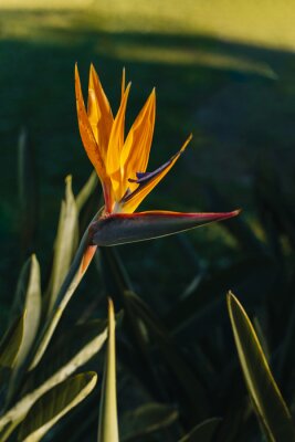 Papier peint  Beautiful Bird of Paradise flower (Strelitzia reginae) in a park.
