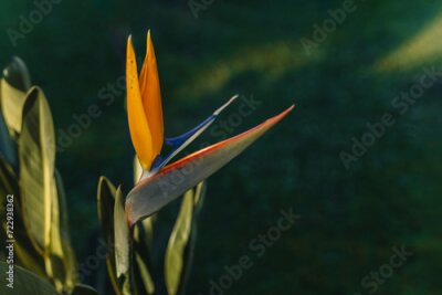 Papier peint  Beautiful Bird of Paradise flower (Strelitzia reginae) in a park.