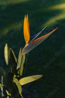 Papier peint  Beautiful Bird of Paradise flower (Strelitzia reginae) in a park.