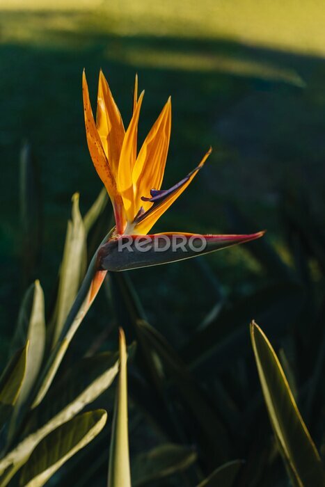 Papier peint  Beautiful Bird of Paradise flower (Strelitzia reginae) in a park.