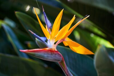 Papier peint  Beautiful Bird of Paradise flower (Strelitzia reginae) in green background. Tenerife,Canarian islands.