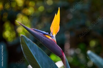 Papier peint  Beautiful Bird of Paradise flower (Strelitzia reginae) in green background. Tenerife,Canarian islands.
