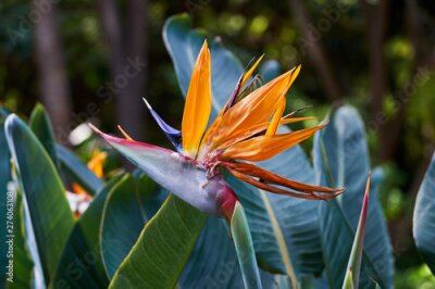 Papier peint  Beautiful Bird of Paradise flower (Strelitzia reginae) in green background. Tenerife,Canarian islands.