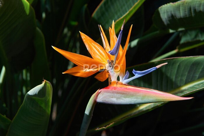 Papier peint  Beautiful Bird of Paradise flower (Strelitzia reginae) in green background. Tenerife,Canarian islands.