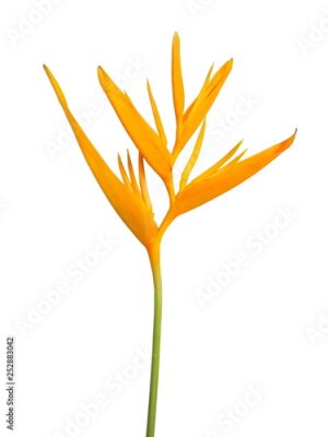 Papier peint  Beautiful Bird of paradise flower (Strelitzia reginae) isolate on white background.