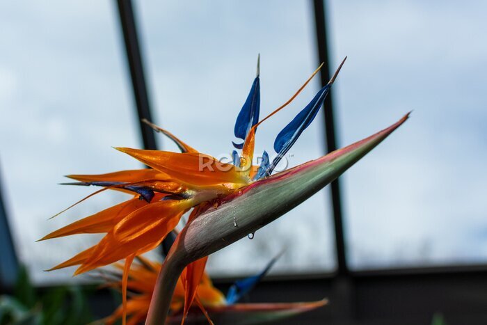 Papier peint  Beautiful Bird of Paradise flower (Strelitzia reginae) isolated in a greenhouse with sap dripping