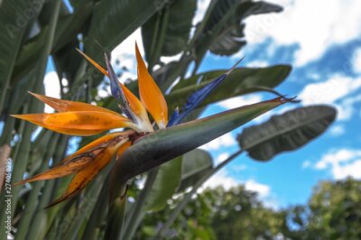 Papier peint  beautiful Bird of Paradise flower (Strelitzia reginae) isolated in green  and with a blue sky with clouds