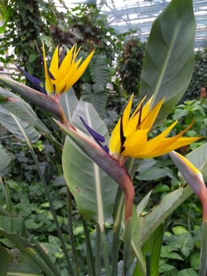 Papier peint  beautiful Bird of Paradise flower Strelitzia reginae isolated in green background,