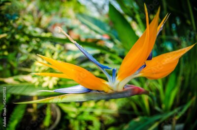 Papier peint  beautiful Bird of Paradise flower (Strelitzia reginae) isolated in green background,