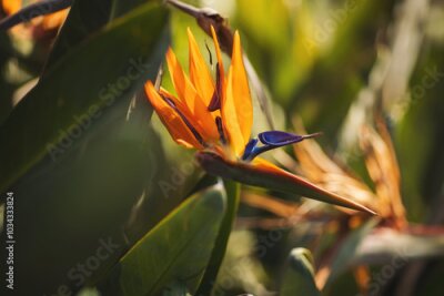 Papier peint  beautiful Bird of Paradise flower (Strelitzia reginae) isolated in green background. Bird of Paradise Flower. 