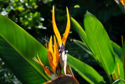 Papier peint  beautiful Bird of Paradise flower (Strelitzia reginae) isolated in green background. Bird-of-paradise flower. Crane flower (Strelitzia reginae). Ornamental plant. Tropical flowering plant.