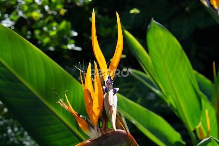 Papier peint  beautiful Bird of Paradise flower (Strelitzia reginae) isolated in green background. Bird-of-paradise flower. Crane flower (Strelitzia reginae). Ornamental plant. Tropical flowering plant.