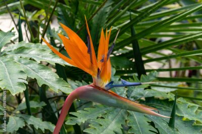Papier peint  beautiful Bird of Paradise flower (Strelitzia reginae) isolated in green background. Close up view.