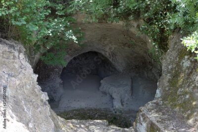 Papier peint  beautiful Bird of Paradise flower Strelitzia reginae isolated in green background, Puerto De La Cruz, Tenerife