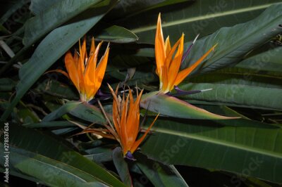 Papier peint  beautiful Bird of Paradise flower (Strelitzia reginae) isolated in green background, Sydney Royal Botanic garden.