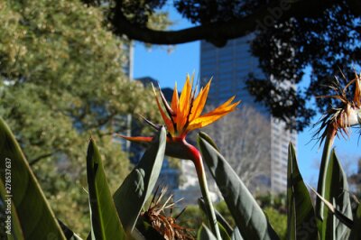 Papier peint  beautiful Bird of Paradise flower (Strelitzia reginae) isolated in green background, Sydney Royal Botanic garden.