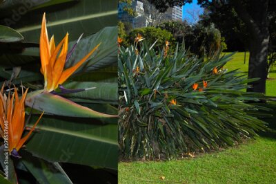 Papier peint  beautiful Bird of Paradise flower (Strelitzia reginae) isolated in green background, Sydney Royal Botanic garden.