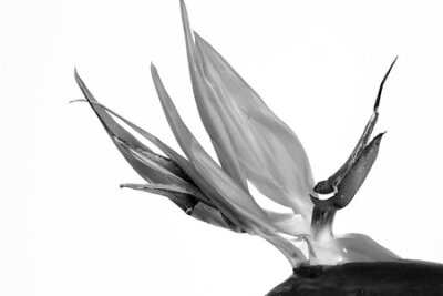 Papier peint  Beautiful Bird of Paradise flower (Strelitzia reginae) isolated in white background.