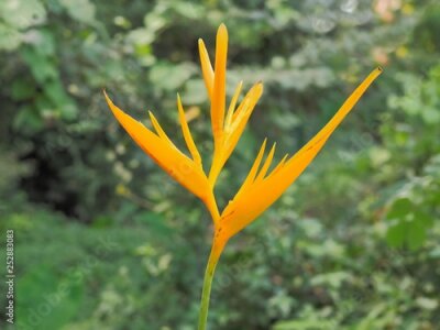 Papier peint  Beautiful Bird of paradise flower (Strelitzia reginae) with green nature blurred background.