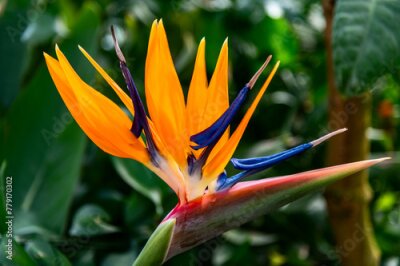 Papier peint  beautiful Bird of Paradise flowers known as strelitzia bloom blossom closeup view