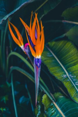 Papier peint  Beautiful Bird of paradise flowers (Strelitzia), tropical orange and purple flora in a garden outside. Catalonia, Spain