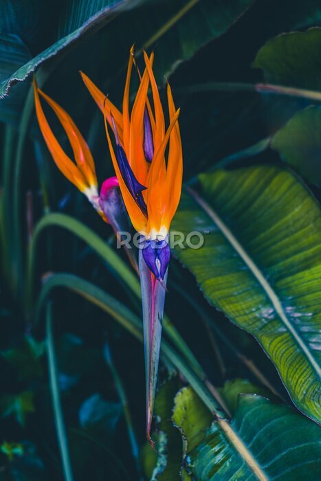 Papier peint  Beautiful Bird of paradise flowers (Strelitzia), tropical orange and purple flora in a garden outside. Catalonia, Spain