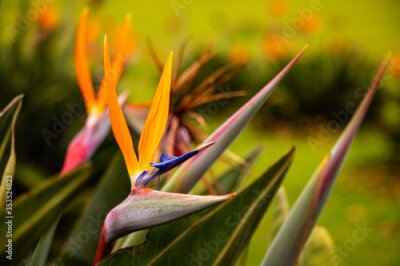 Papier peint  Beautiful Bird of Paradise (Strelitzia Reginae) Also Known as Crane Flower or Mzimvubu in a Flower Garden