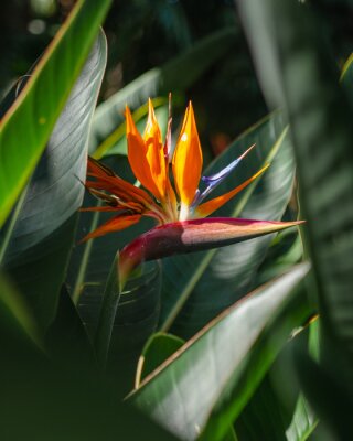 Papier peint  Beautiful Bird Paradise Flower in Nature.  Close up macro shot of strelitzia reginae with texture background and a shallow depth of field. 

