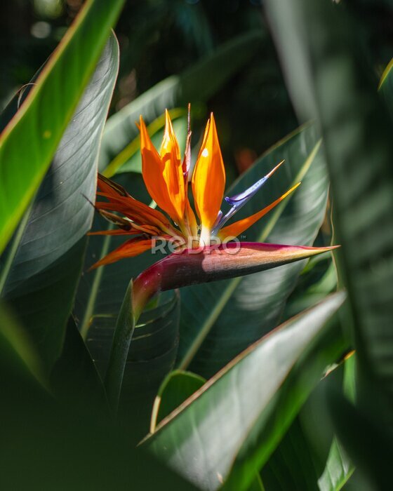 Papier peint  Beautiful Bird Paradise Flower in Nature.  Close up macro shot of strelitzia reginae with texture background and a shallow depth of field. 
