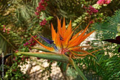 Papier peint  beautiful blooming Royal Strelitzia against the background of green leaves in a natural environment in the garden