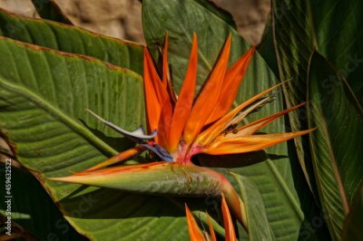 Papier peint  beautiful blooming Royal Strelitzia against the background of green leaves in a natural environment in the garden