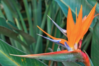 Papier peint  beautiful bright flowers Strelitzia