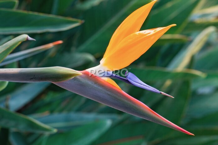 Papier peint  beautiful bright flowers Strelitzia