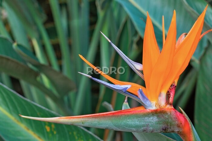 Papier peint  beautiful bright flowers Strelitzia