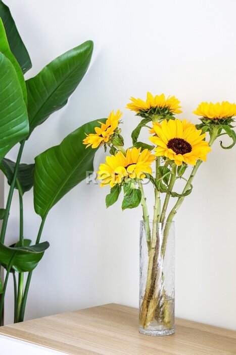 Papier peint  Beautiful bright yellow sunflowers (Helianthus) in cylindrical glass vase displayed on wooden surface by a Giant White of Paradise Plant (Strelitzia nicolai), freshening up home