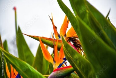Papier peint  Beautiful bush of wild banana (Strelitzia nicolai) flowers on background of the sky