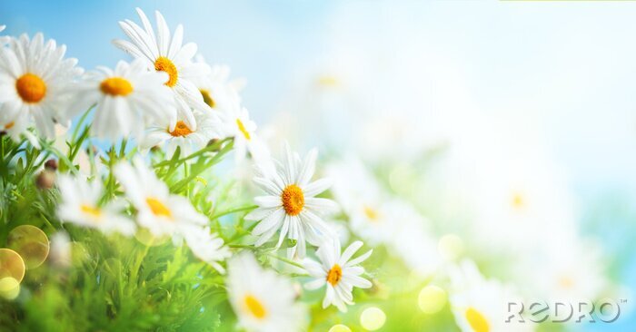 Papier peint  Beautiful chamomile flowers in meadow. Spring or summer nature scene with blooming daisy in sun flares.