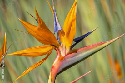 Papier peint  Beautiful closeup of strelitzia also known as bird of paradise