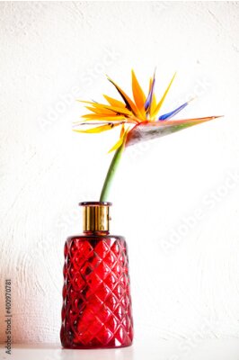Papier peint  Beautiful colorful , birds of paradise, Strelitzia reginae, flower on white background and a red vase in a cosy interior setup. High quality photo