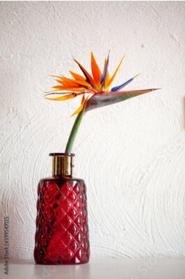 Papier peint  Beautiful colorful , birds of paradise, Strelitzia reginae, flower on white background and a red vase in a cosy interior setup. High quality photo