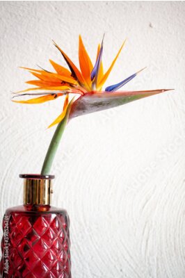 Papier peint  Beautiful colorful , birds of paradise, Strelitzia reginae, flower on white background and a red vase in a cosy interior setup. High quality photo