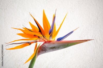 Papier peint  Beautiful colorful , birds of paradise, Strelitzia reginae, flower on white background. High quality photo
