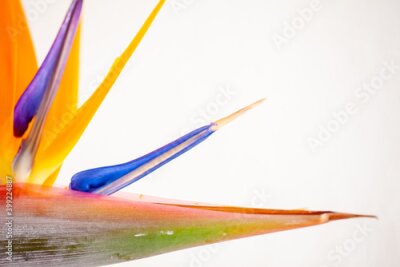 Papier peint  Beautiful colorful , birds of paradise, Strelitzia reginae, flower on white background. High quality photo