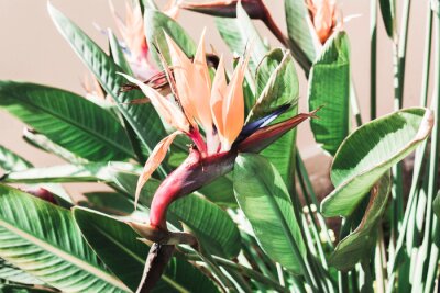 Papier peint  Beautiful coral flower.Strelitzia royal