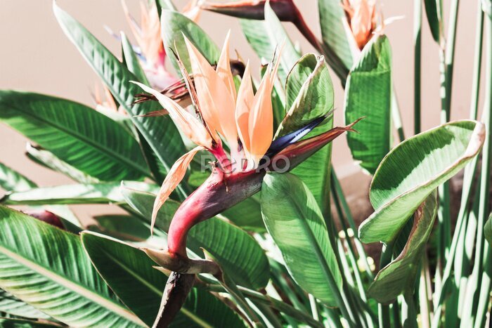 Papier peint  Beautiful coral flower.Strelitzia royal
