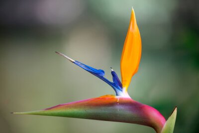 Papier peint  beautiful crane flower, bird of paradise, or isigude (Strelitzia reginae) in the garden