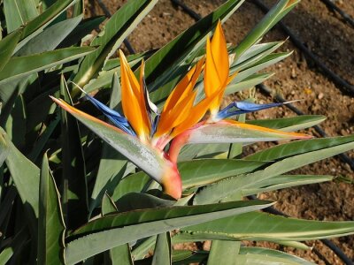 Papier peint  Beautiful crane flowers, or bird of paradise, or strelitzia reginae