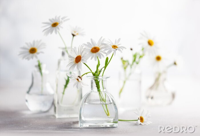 Papier peint  Beautiful daisy flowers in glass vases on light background. Floral composition in home interior.