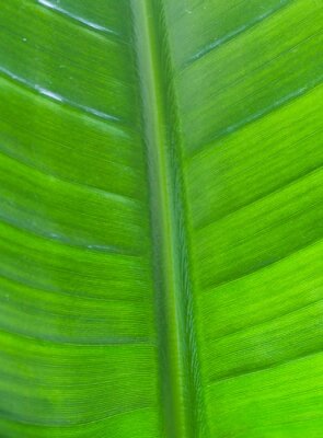 Papier peint  Beautiful details of a a leaf of strelitzia
